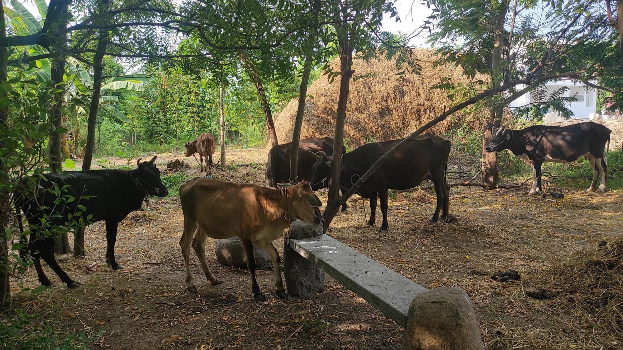 Vaksana Farm Stay Gudraippattu Esterno foto