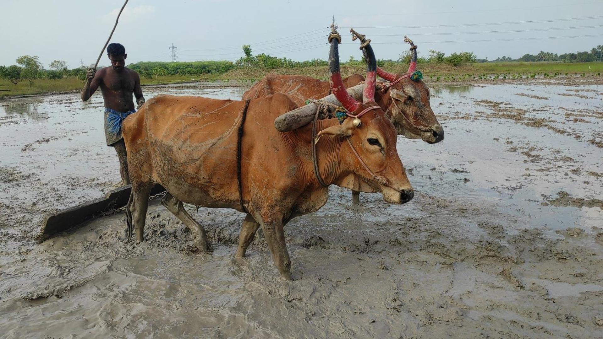 Vaksana Farm Stay Gudraippattu Esterno foto