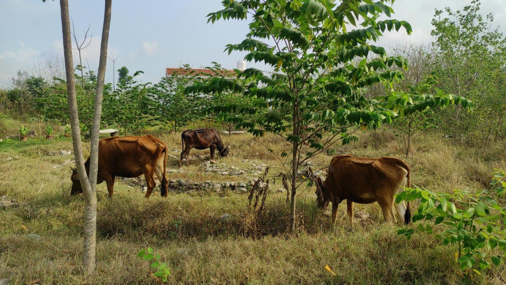 Vaksana Farm Stay Gudraippattu Esterno foto